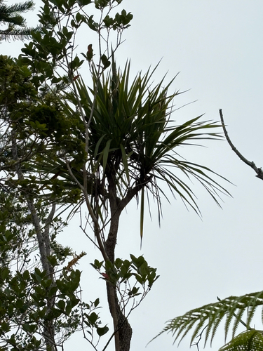 Cordyline australis observed 2025-08-15