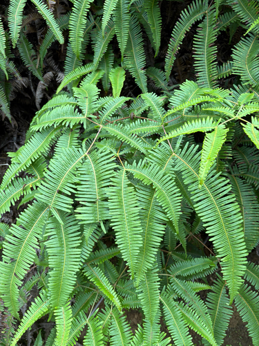 Dicranopteris linearis observed 2025-08-15