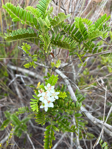 Osteomeles anthyllidifolia observed 2025-08-15