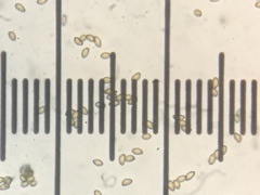 Phlegmacium variosimile