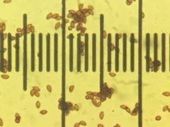 Phlegmacium variosimile