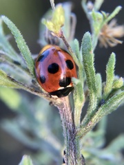 Coccinella septempunctata