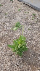 Papaver somniferum setigerum