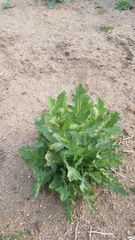 Papaver somniferum setigerum