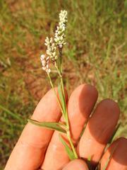 Persicaria acuminata