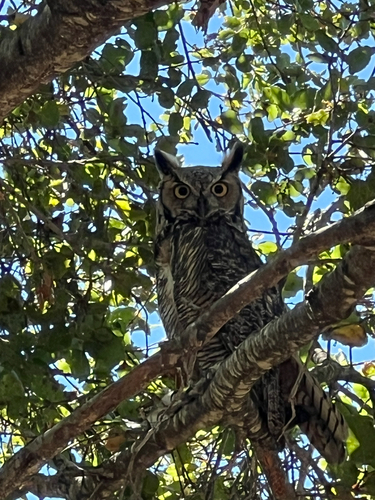 View observation of {o.common_name} on iNaturalist