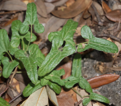 Aristolochia coryi