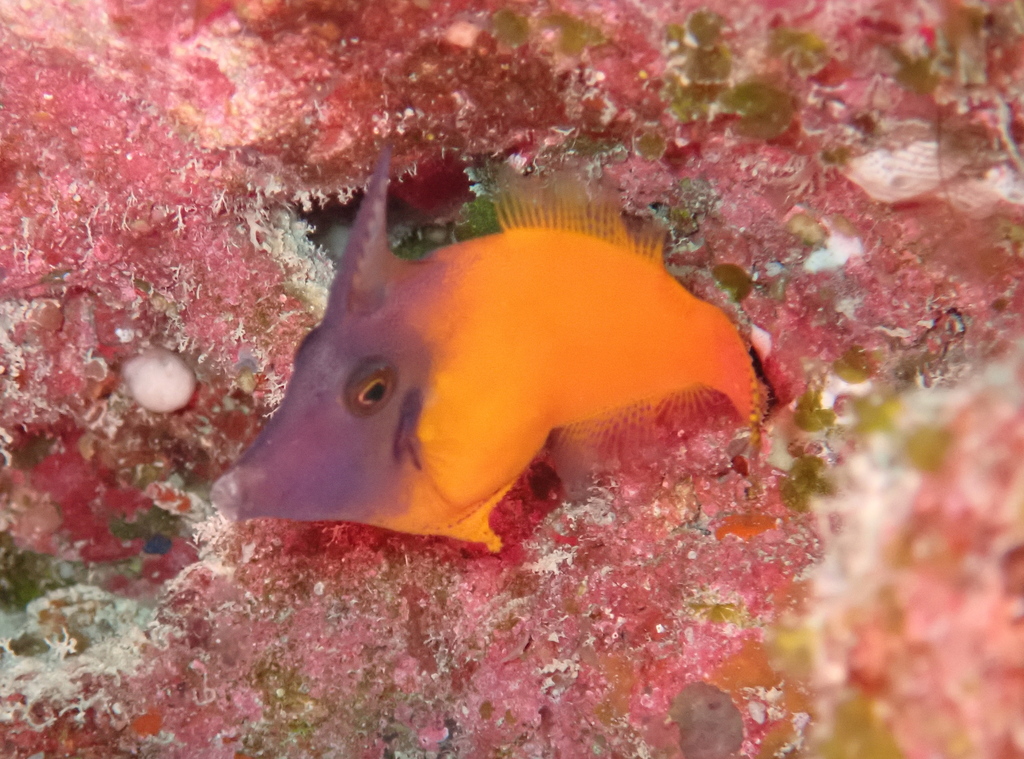 Redtail filefish