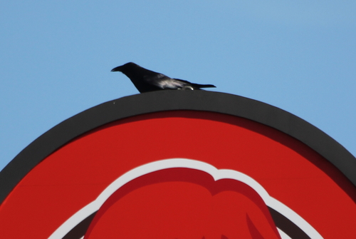 Common Raven photographed in Rhode Island