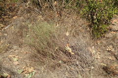 Senecio angustifolius