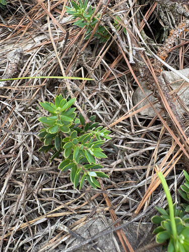 Leptecophylla tameiameiae observed 2025-08-15