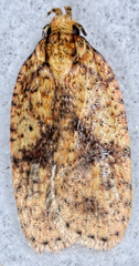 Agonopterix thelmae