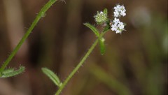 Cryptantha clevelandii