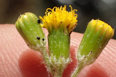Senecio angustifolius