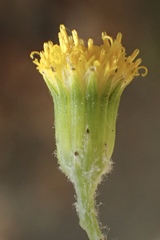 Senecio angustifolius