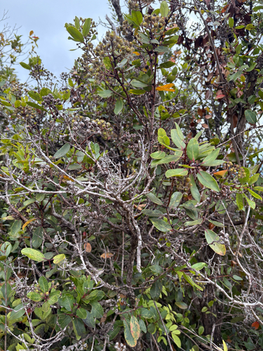 Metrosideros polymorpha observed 2025-08-15
