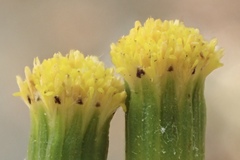 Senecio angustifolius