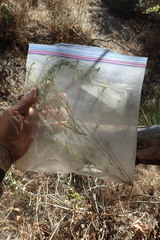 Senecio angustifolius