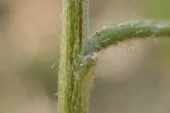 Senecio angustifolius