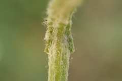 Senecio angustifolius