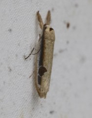 Compsotorna oligarchica