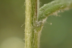Senecio angustifolius