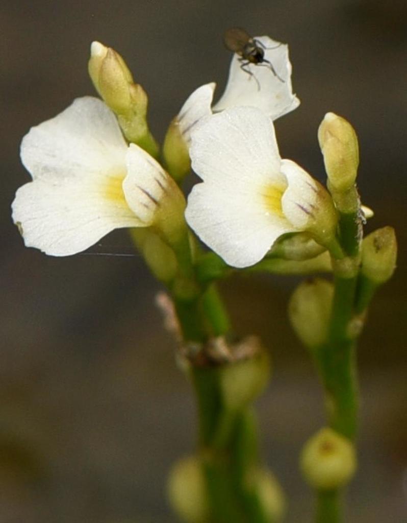 Utricularia rigida Benj.