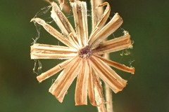 Senecio angustifolius