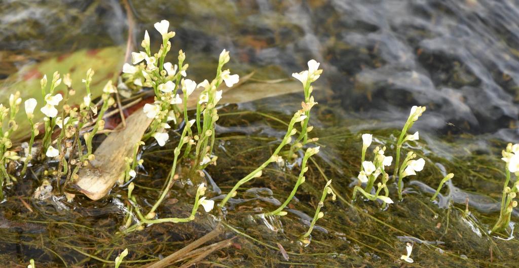 Utricularia rigida Benj. 2