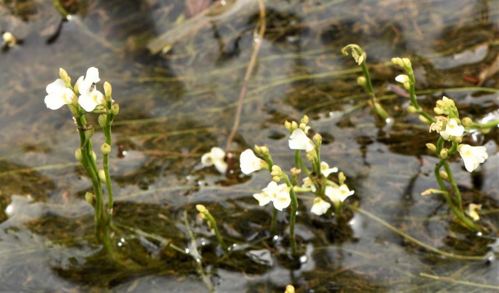Utricularia rigida Benj. 3