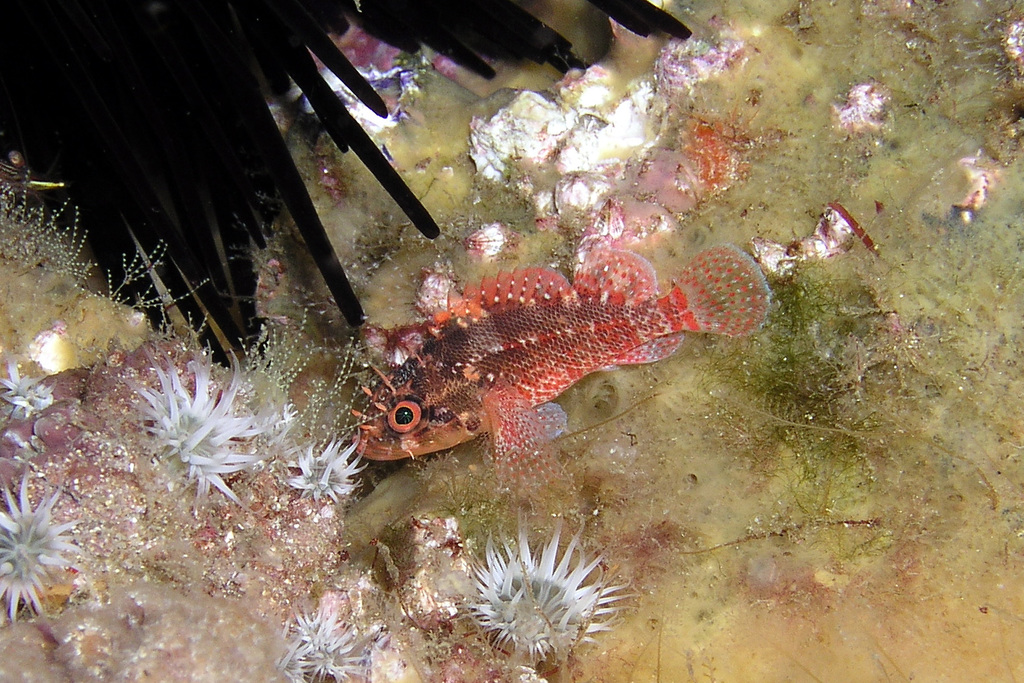 Cheekspot Scorpionfish