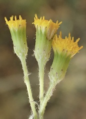 Senecio angustifolius