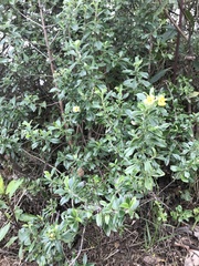 Columellia oblonga