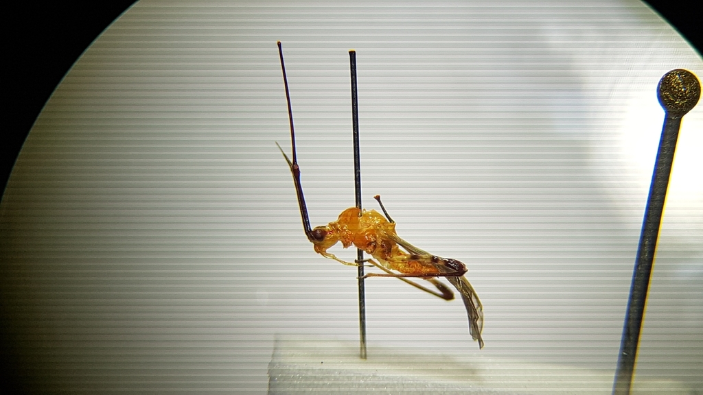 Helopeltis pernicialis