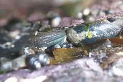 Haliotis cracherodii