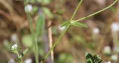 Cryptantha clevelandii