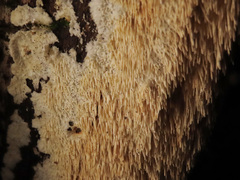 Dentipellis fragilis