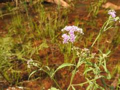 Ethulia conyzoides conyzoides