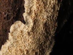 Dentipellis fragilis