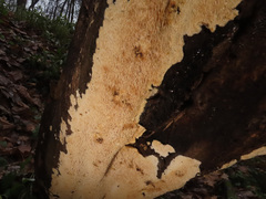 Dentipellis fragilis