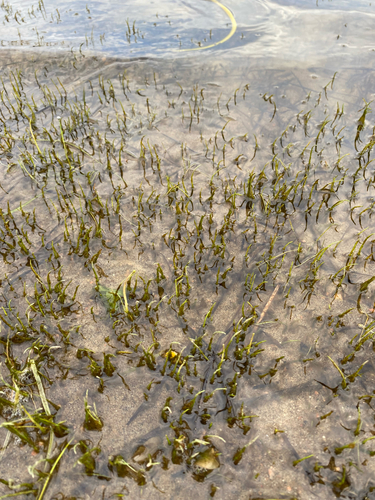 Slender watermilfoil (Myriophyllum tenellum)