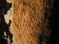 Dentipellis fragilis