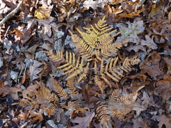 Pteridium latiusculum