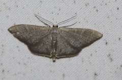 Idaea coercita