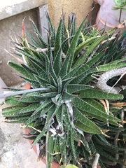 Aristaloe aristata