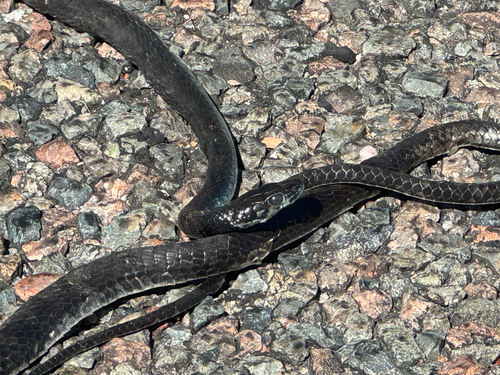 Common Tree Snake sighting