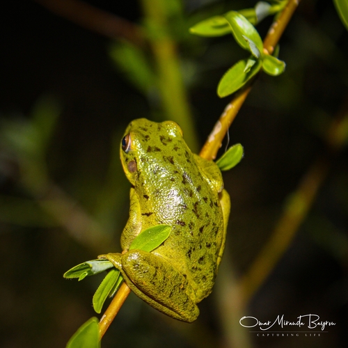 Rioja Tree Frog