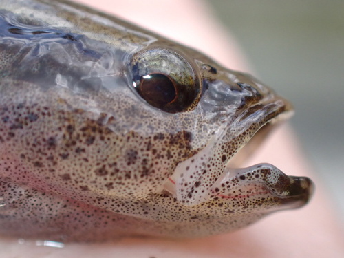 Largescaled spinycheek sleeper (Eleotris amblyopsis) — Eleotridae — 2