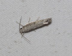 Xylorycta melaleucae