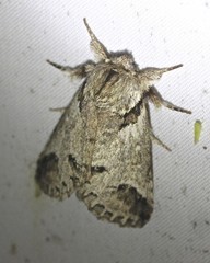 Antithemerastis acrobela